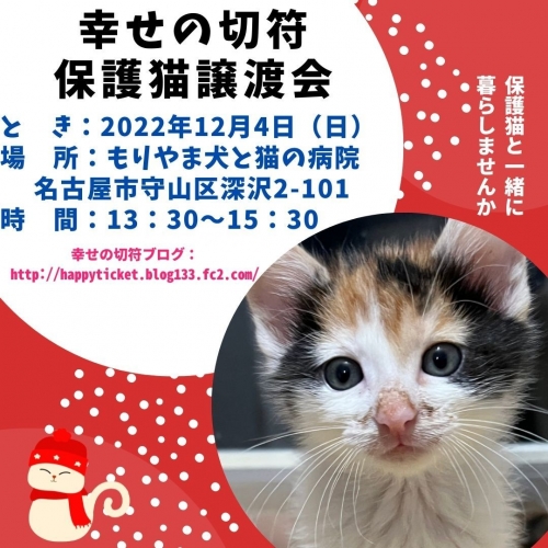 幸せの切符保護猫譲渡会 (3)