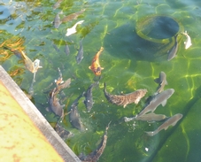 「神池」の鯉