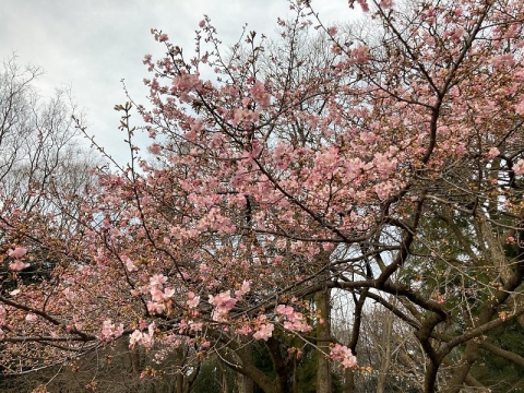 河津桜が咲いてきた2023