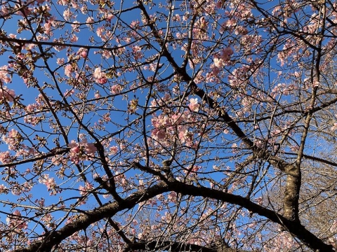 木の芽時の桜