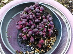 実生紫帝玉の植え替え