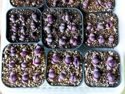 実生紫帝玉の植え替え