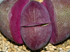 花芽膨らむ紫帝玉