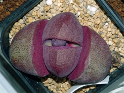 花芽膨らむ紫帝玉