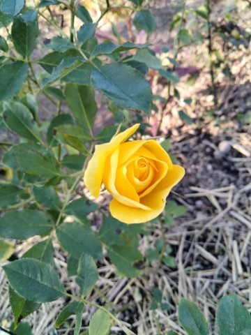 黄色の薔薇 (小)