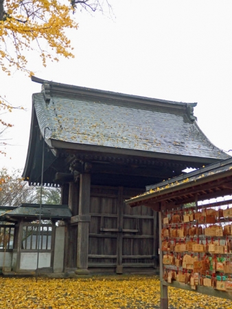 阿蘇神社のイチョウ