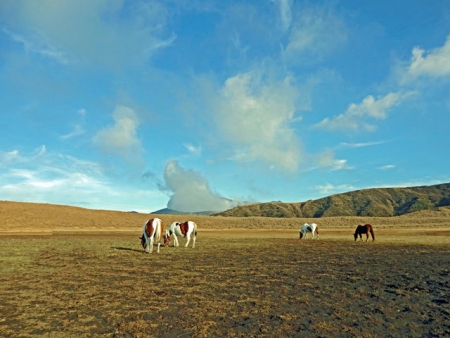 草千里ヶ浜の馬と中岳方面