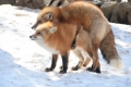 fox-sex001.jpg