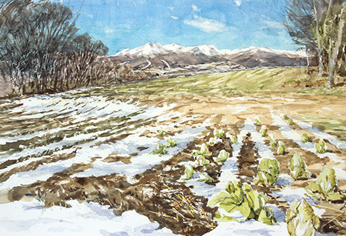 白菜と雪山