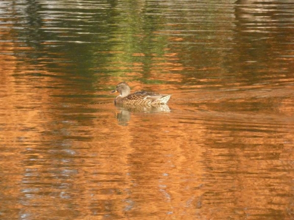 奥びわスポーツの森　メタセコイアの紅葉が映った池で泳ぐカモさん