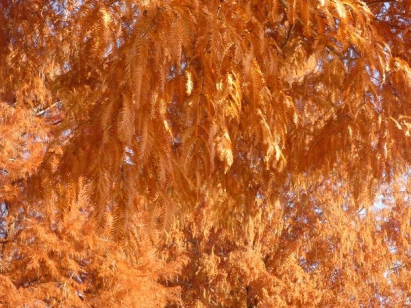 奥びわスポーツの森　メタセコイアの紅葉