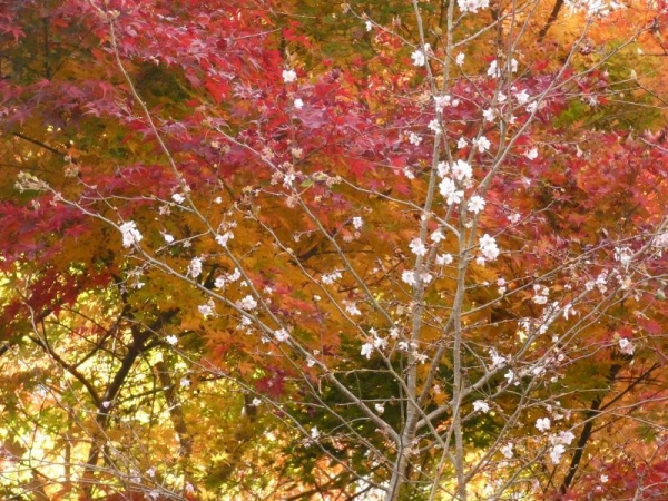 秋に咲く桜と紅葉