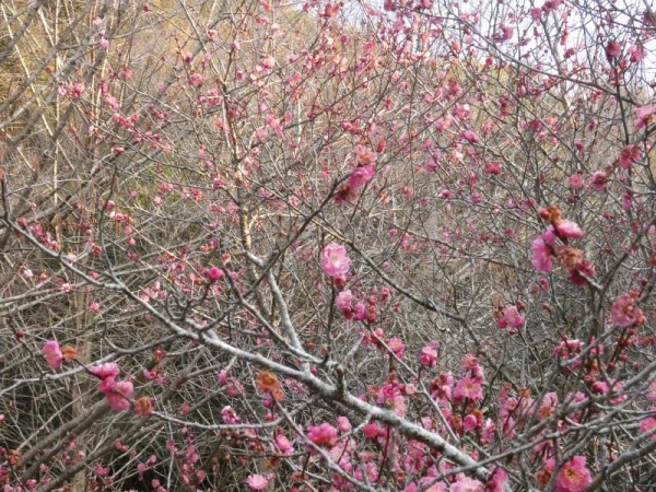 早咲きのピンクの梅