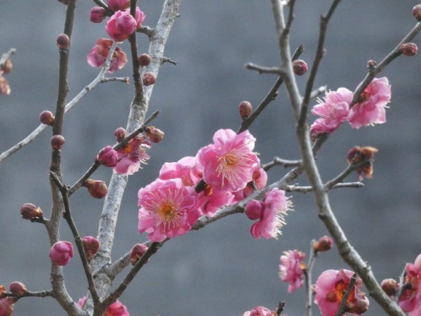早咲きのピンクの梅
