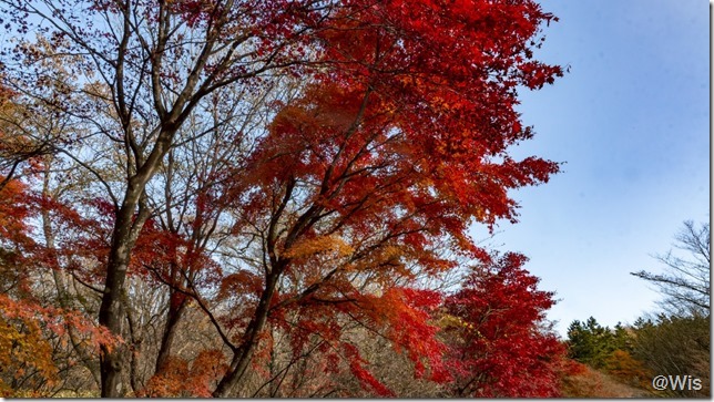 伊香保森林公園の紅葉
