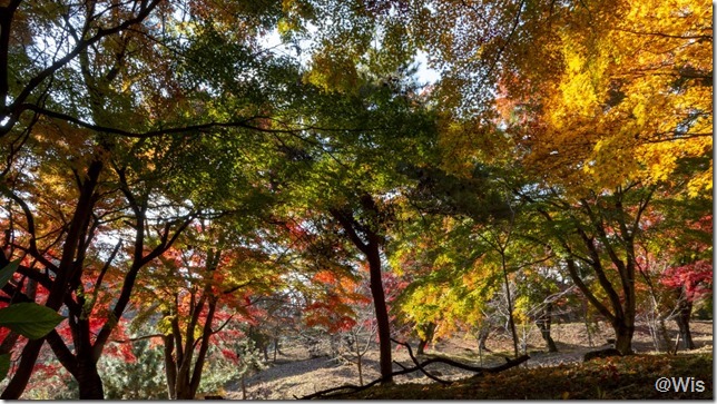 五徳山水澤寺の紅葉