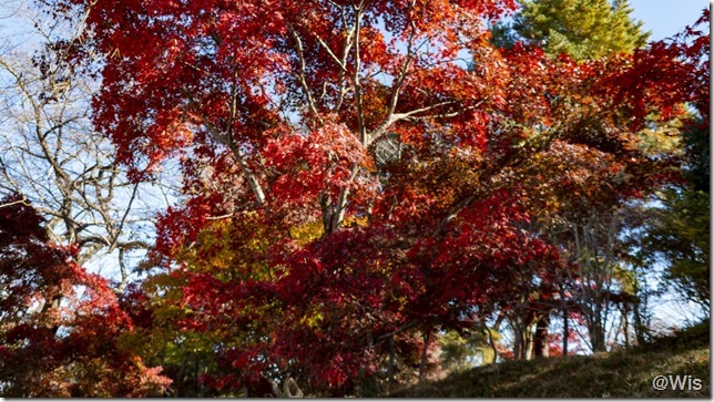 紅葉山公園の紅葉