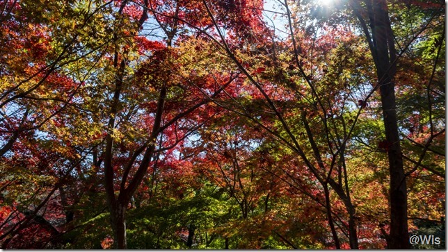 紅葉山公園の紅葉