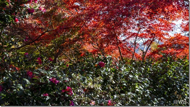 紅葉山公園の紅葉とサザンカ