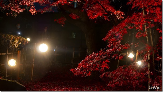 旧下田邸庭園の紅葉ライトアップ