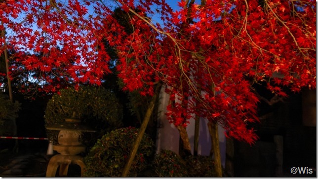 旧下田邸庭園の紅葉ライトアップ