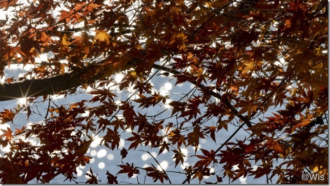 波志江沼環境ふれあい公園の紅葉