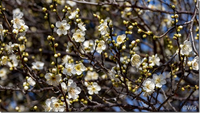 波志江沼環境ふれあい公園の緑萼梅