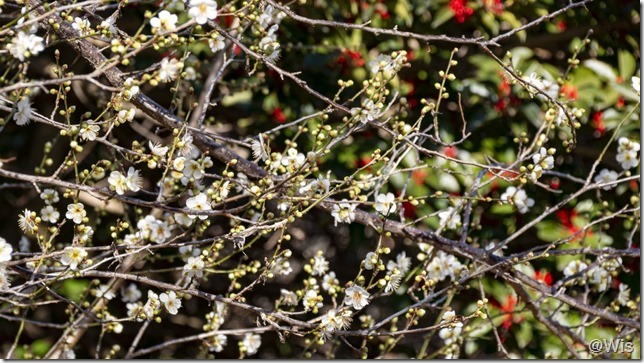 波志江沼環境ふれあい公園の緑萼梅