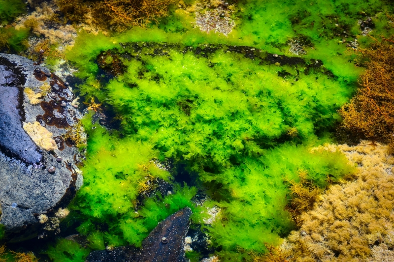 藻類バイオマスエネルギー